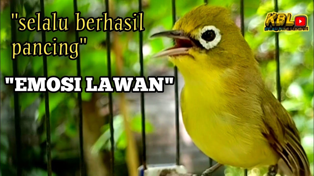 CIAK CIAK JOSS KECIAL KUNING AMPUH||PANCINGAN KECIAL MALAS BUNYI||