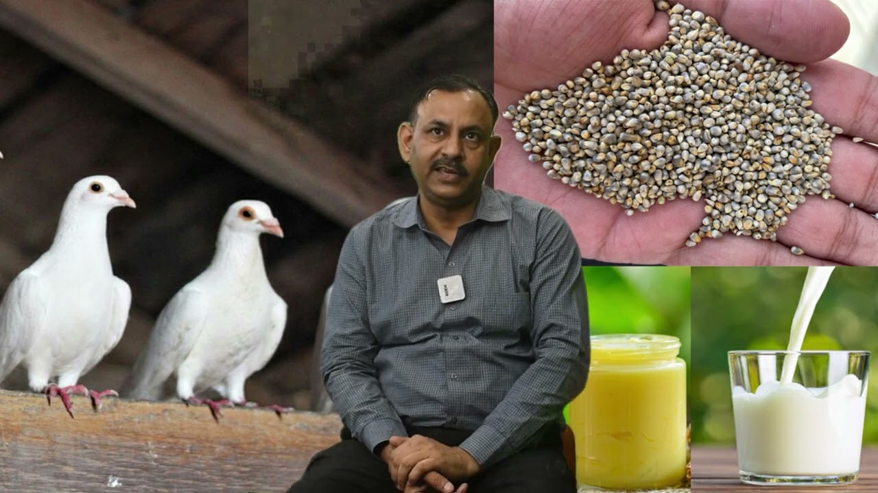 कबूतरो का स्टैमिना बढ़ाने का घरेलू उपाय Dr nagender yadav