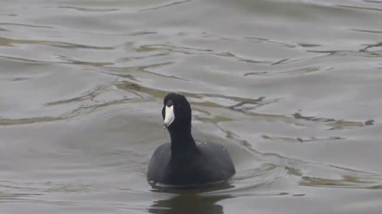 hawks, ducks, and ring billed gulls (HD)