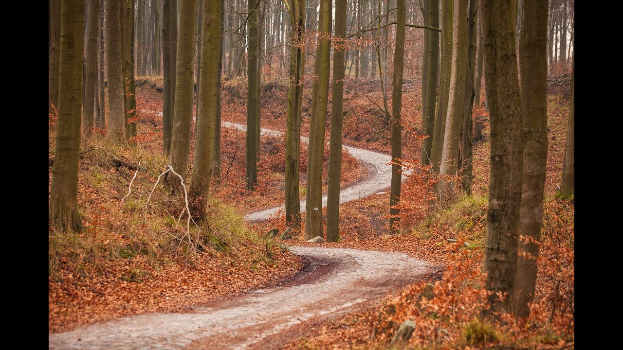 Fotografia krajobrazowa - Zawsze M #5: Drogi i ścieżki Puszczy Bukowej cz.1