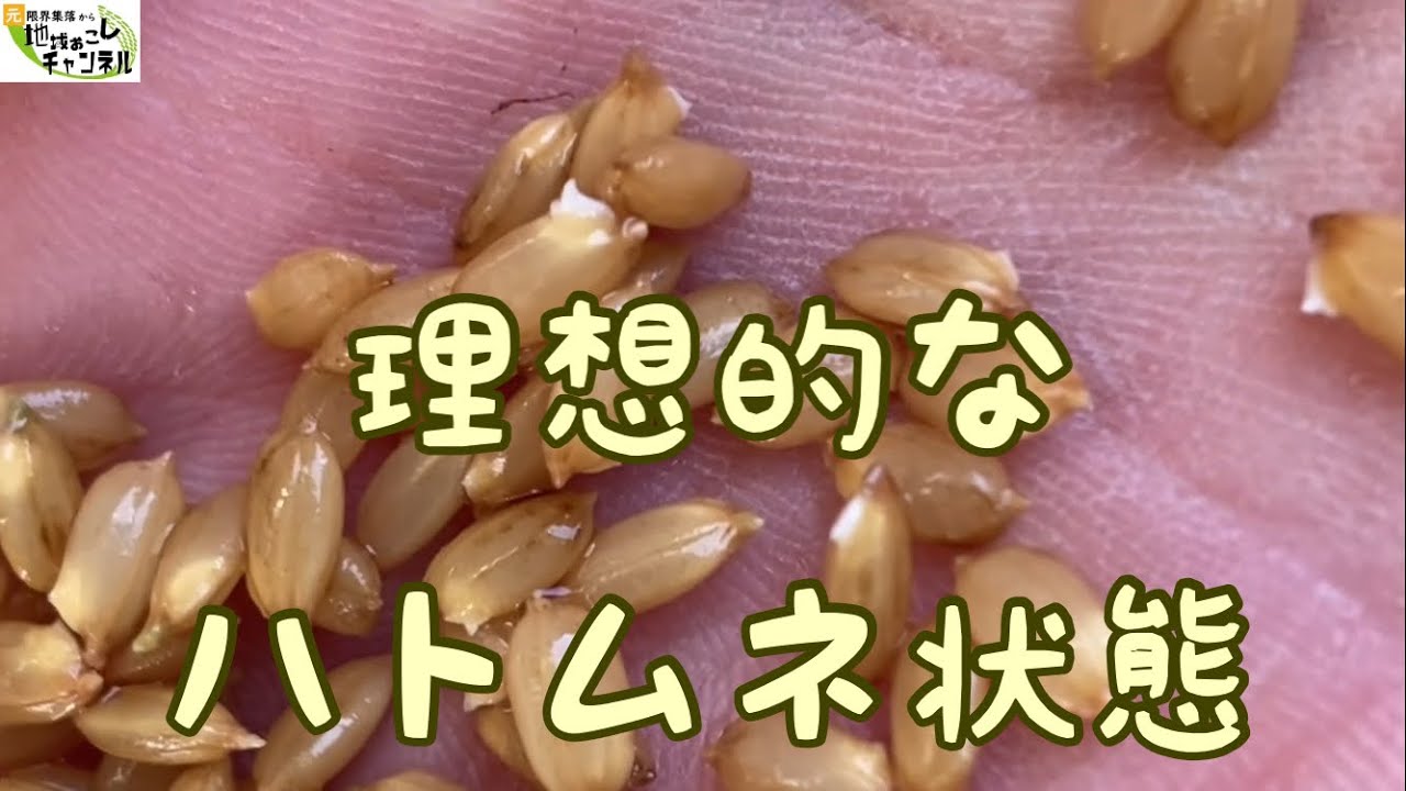 【2022年稲作vol.8】ハトムネ状態を上手く作るには？（浸種〜催芽〜芽止め〜脱水の作業について説明した動画）
