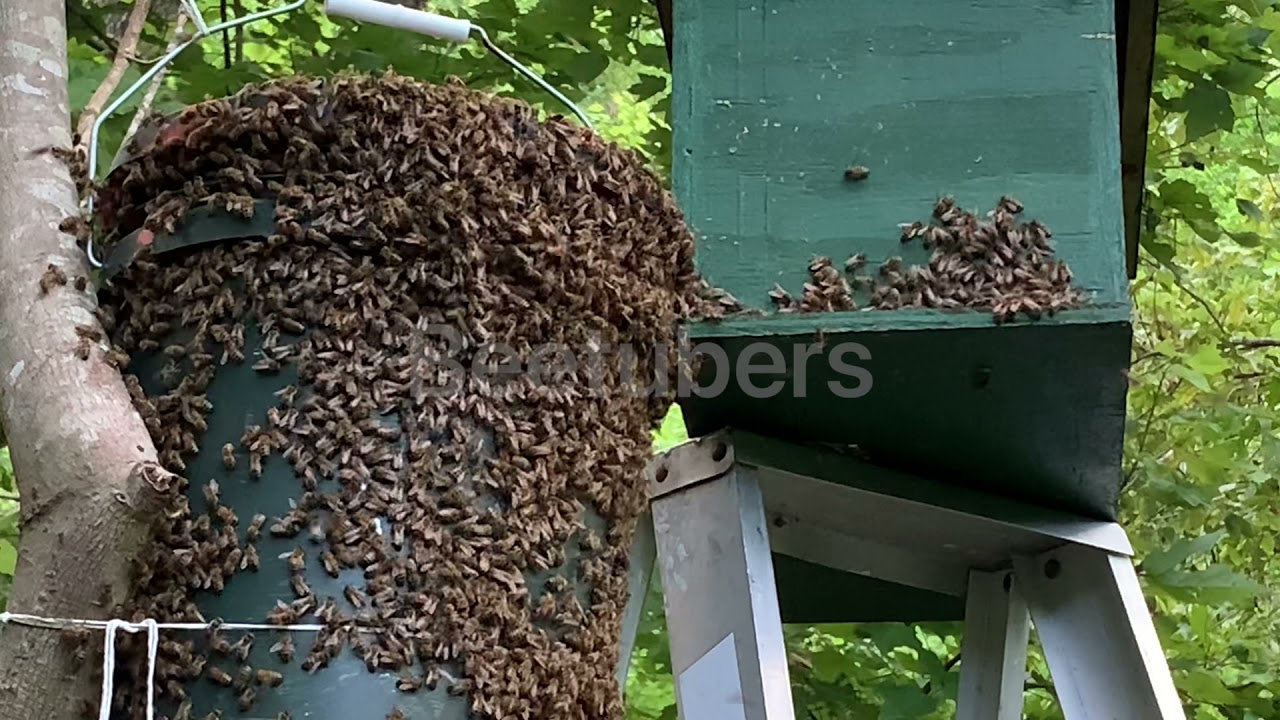 Enjambre de abejas llegando a una trampa