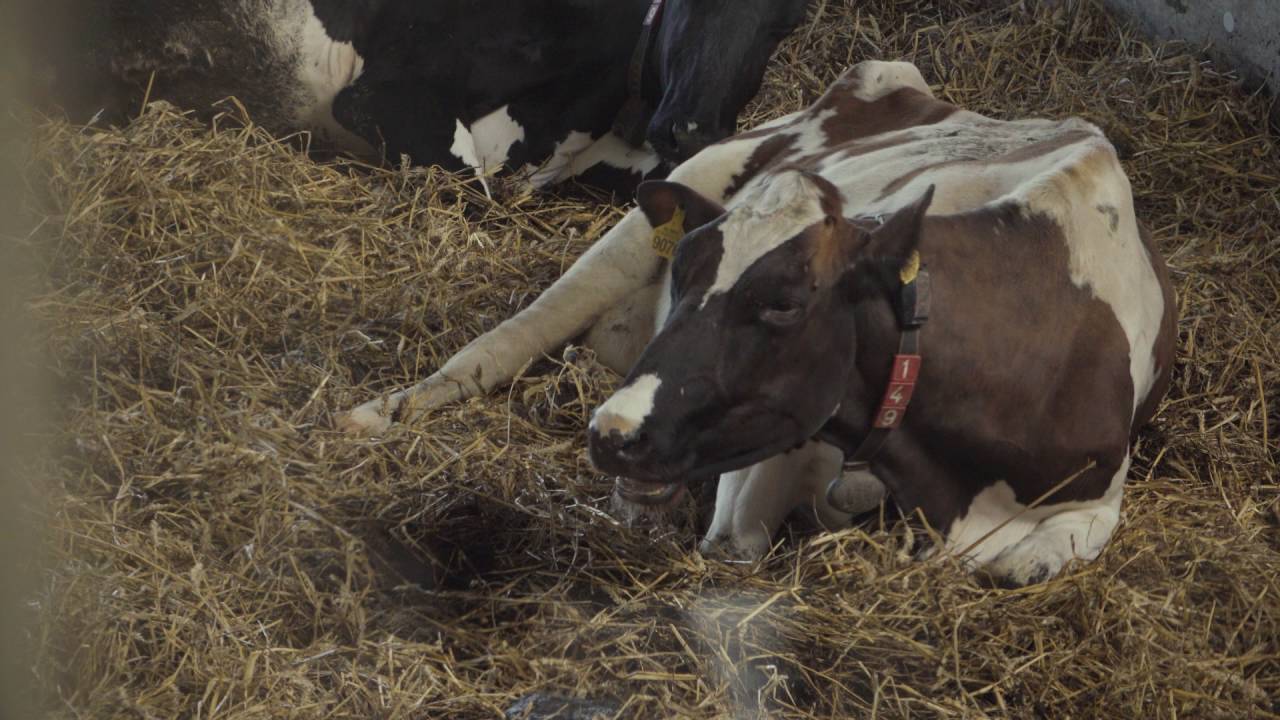 Dairy farm Lansingerlan, near Rotterdam, The Netherlands
