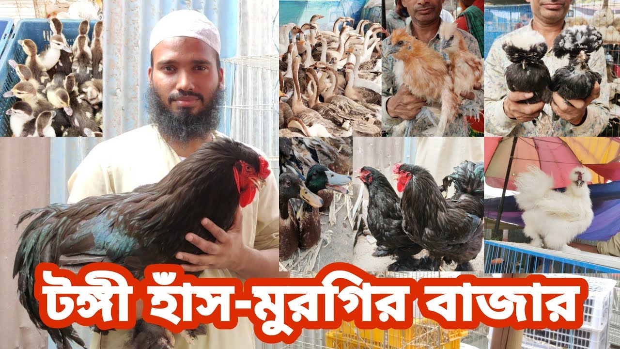টঙ্গী হাঁস মুরগির বাজার। হাঁস মুরগির দাম জানুন দেশি-বিদেশি