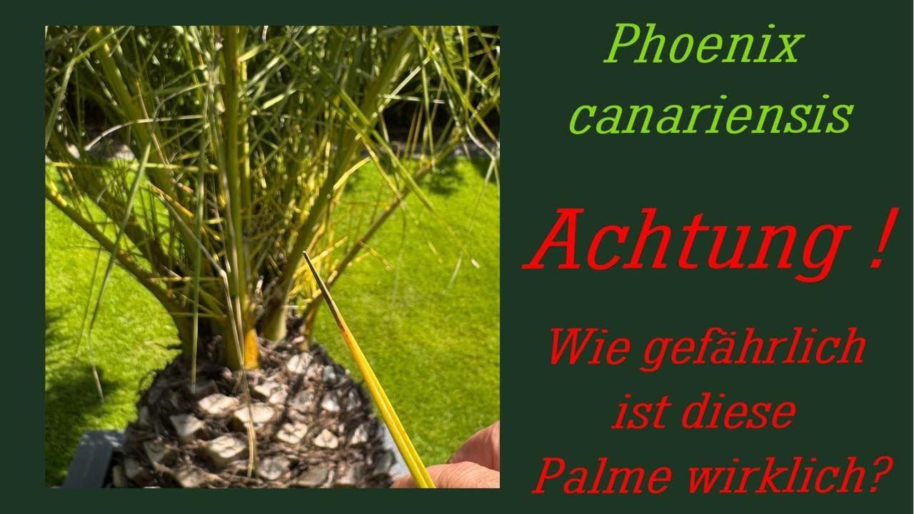 Phönix Canariensis kann Gefährlich werden