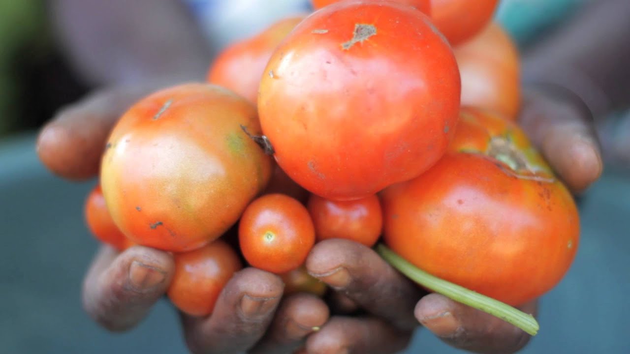 Vidéo de présentation de la FAO