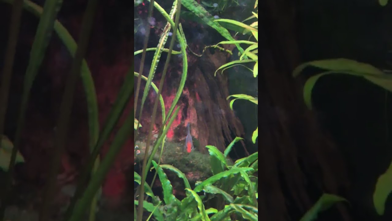 sawbwa barb and Lake Inle danio