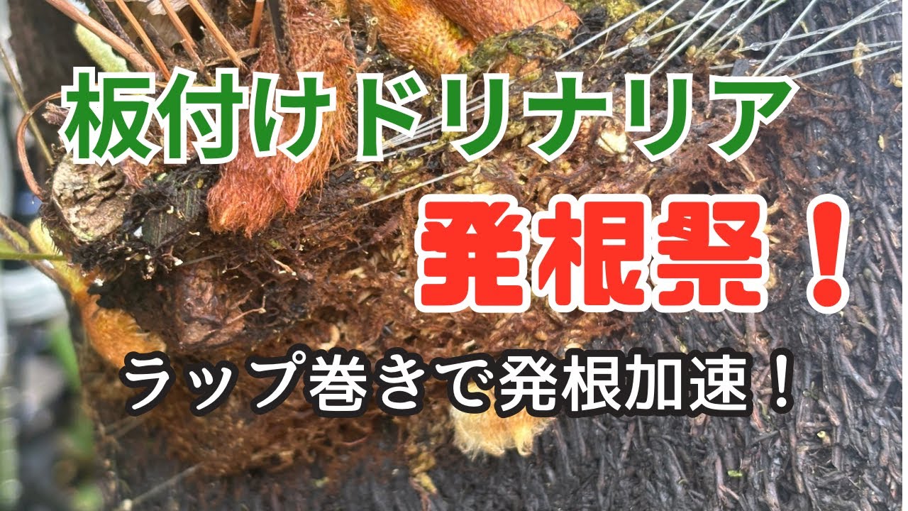 板付けドリナリアの発根促進法｜ラップ管理で根が動く！