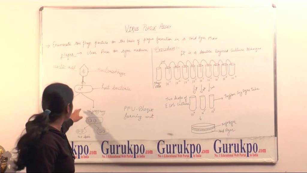 What is Virus Plaque Assay, BSc by Ms. Poonam Rajawat, Biyani Girls College, Jaipur