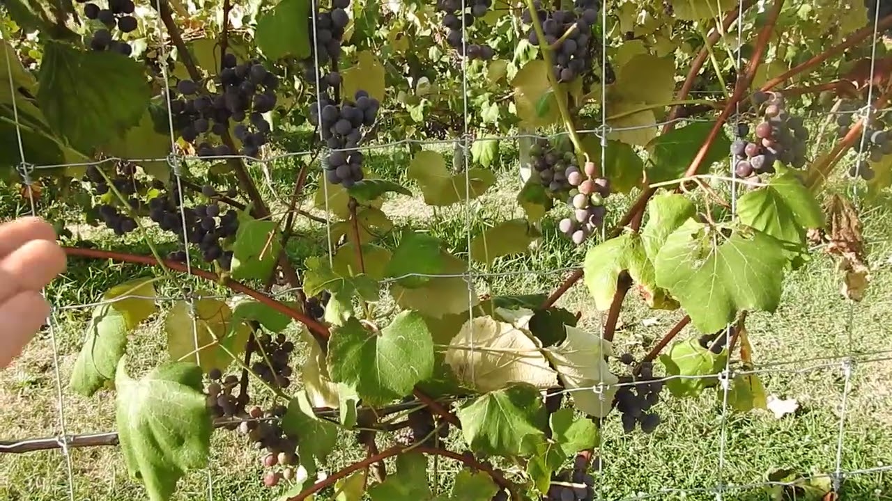 Concord Grape Pruning for Fruit Ripening and Protection