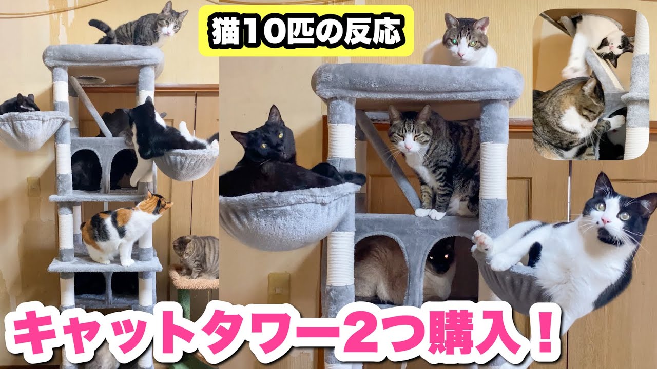 猫10匹にキャットタワーを2種類プレゼントしました！！【多頭飼いにオススメ！】【キャットタワー紹介】