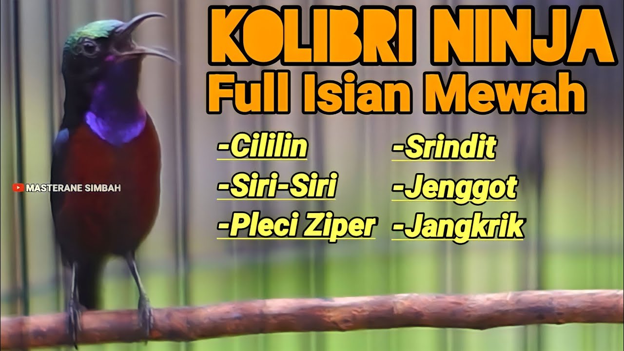 PANCINGAN KOLIBRI NINJA MATERI MEWAH FULL ISIAN CILILIN JANGKRIK SRINDIT JENGGOT PLECI 100% NYAUT
