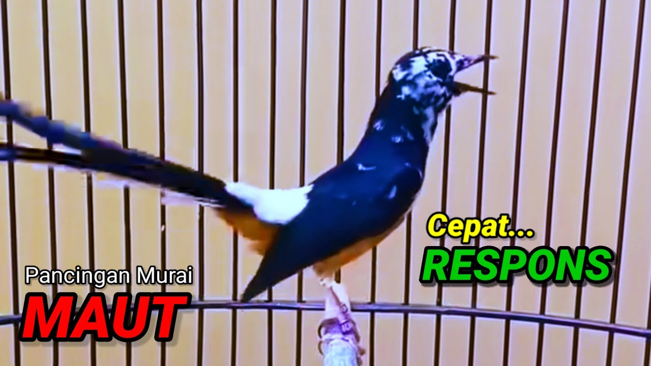 SUARA MURAI BATU TRAH JUARA untuk Pancingan Murai Batu agar BUNYI DAN EMOSI pasti NYAUT