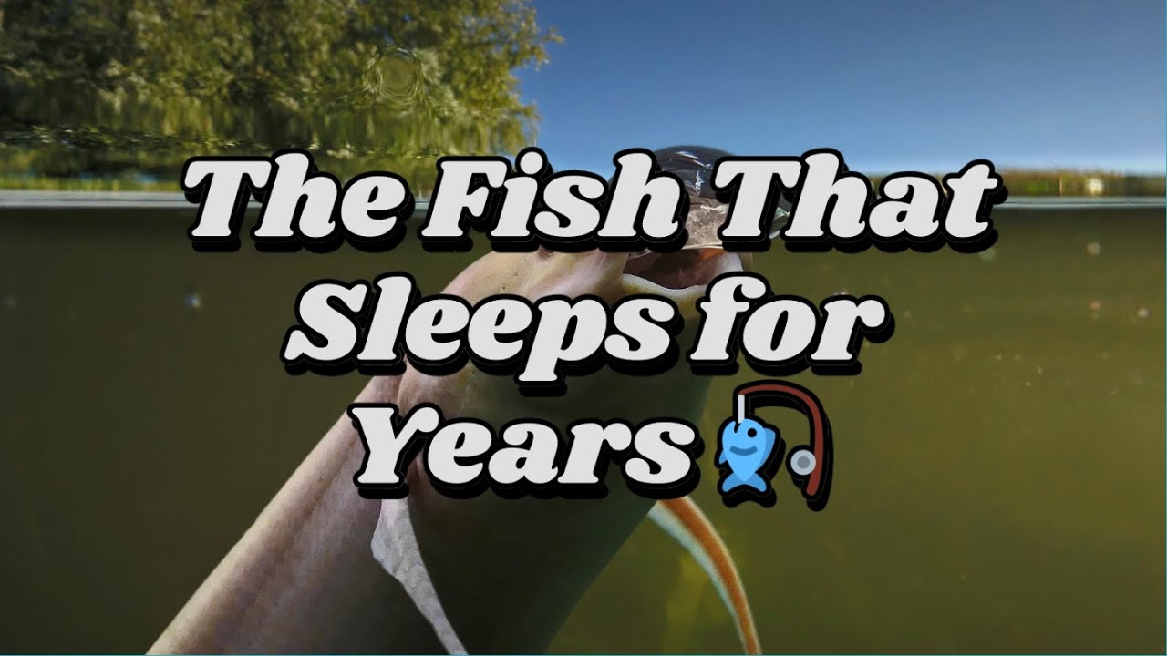 The Fish That Lives Forever – Explained