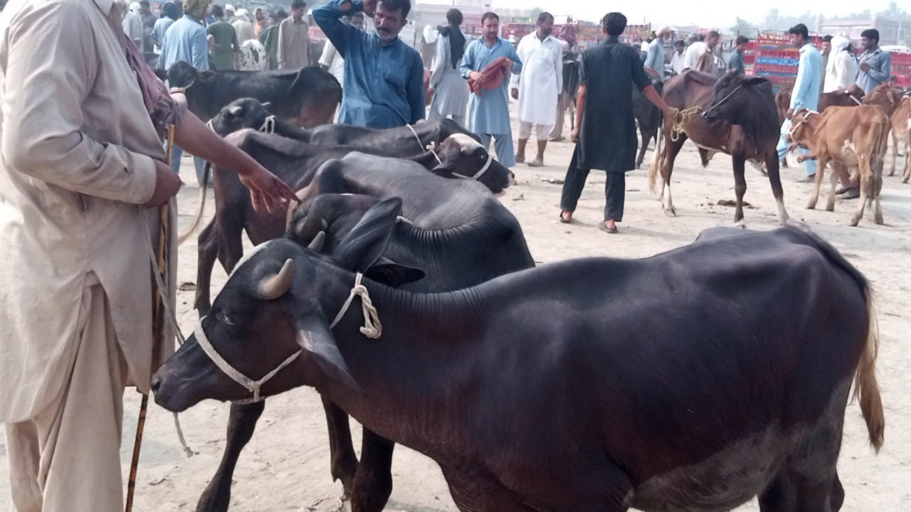 bachray aur kattay for sale in punjab