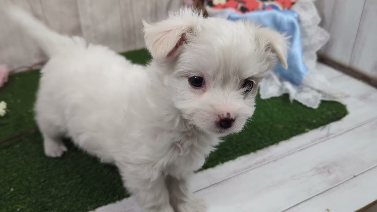 ペットショップ犬の家小田原店「マルチワ♀」「201138」