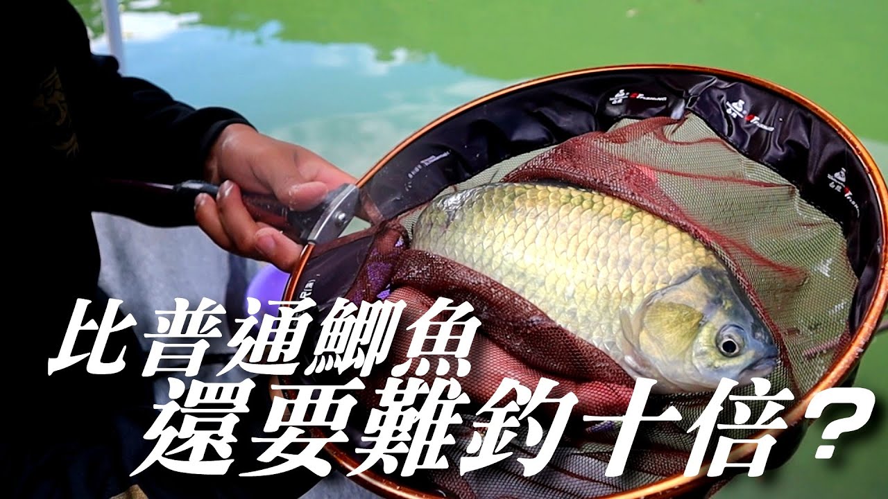 怎麼可以這麼難搞?! 比普通的鯽魚難釣十倍不止!!【池釣日鯽】