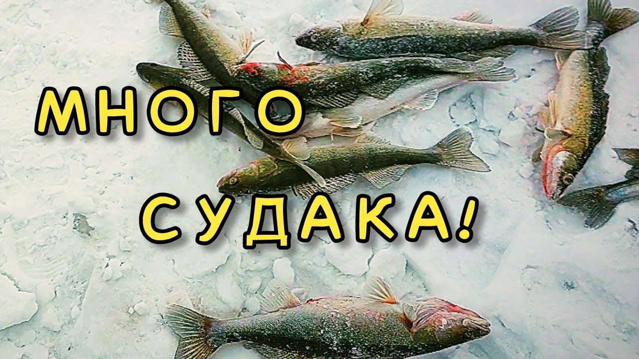 ПЯТНО СУДАКА! ПЯТЬ АЭРОЛОДОК В КУЧУ! ОПЯТЬ ПОРКА,И ГАЙДИНГ!😁🐟❤️