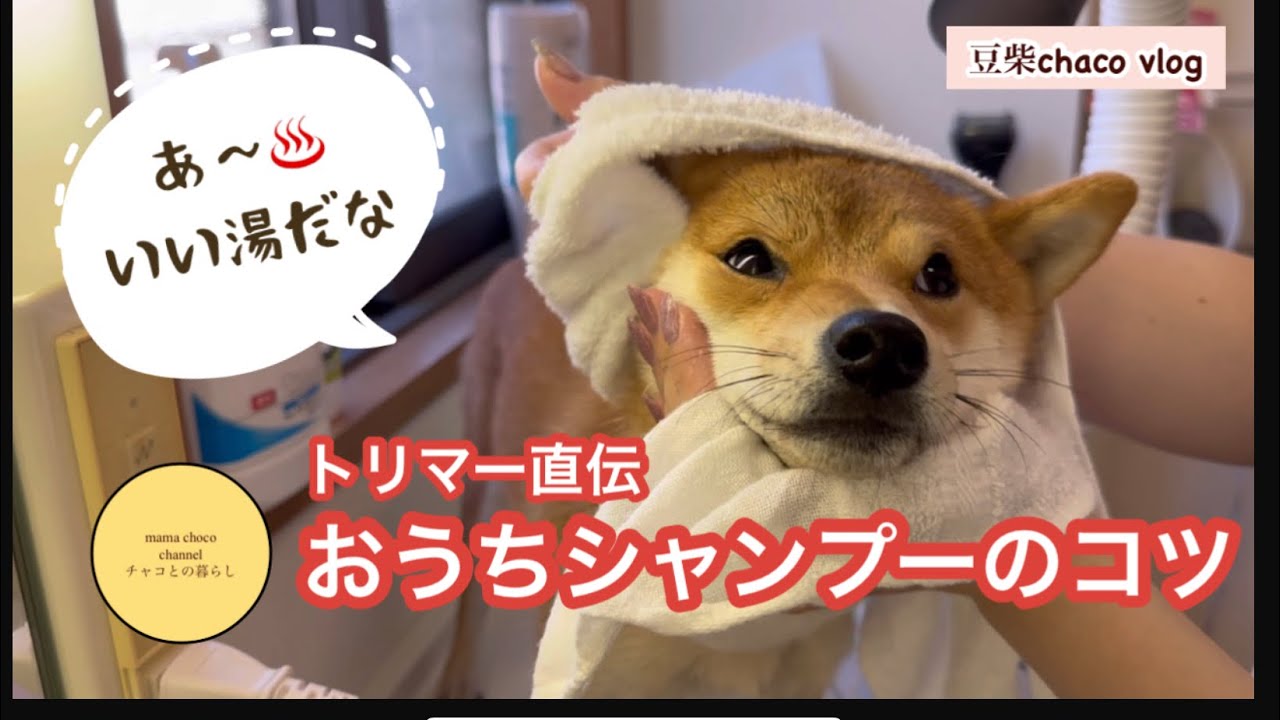 【トリマー直伝】おうちシャンプーのコツ