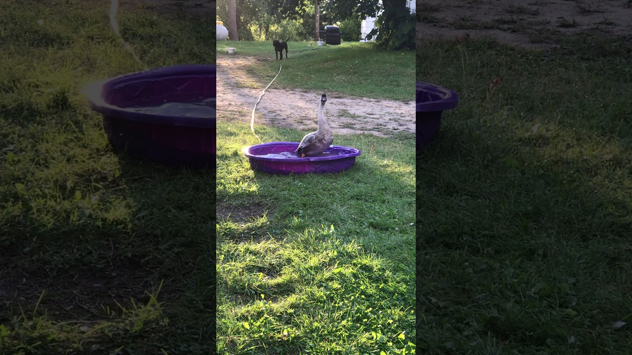 Josh the Goose takes a bath