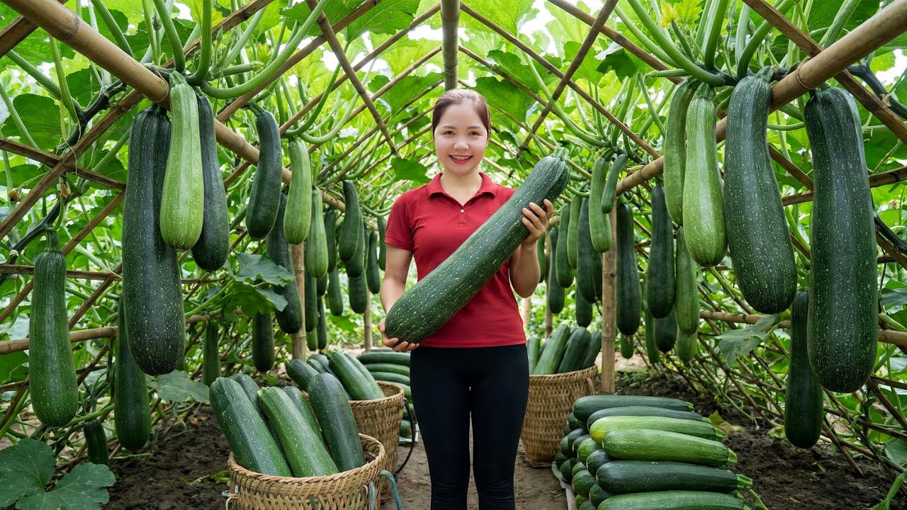 TIMELAPSE -- Harvest 1000+ Giant Green Squash, Mushrooms, Tomatoes, Potato ... Go to Market Sell