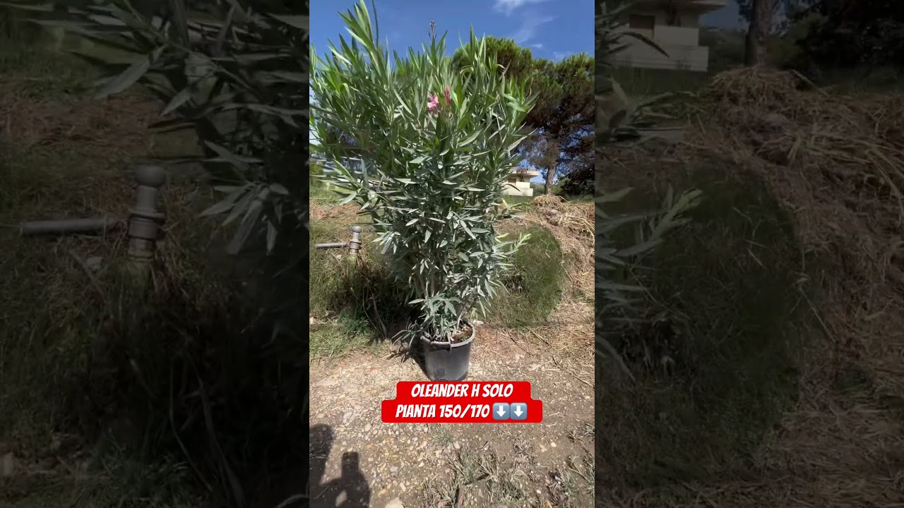 🪴 oleander h solo pianta 150/170 cm bellissimo