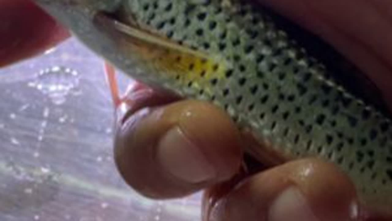 #原生鱼 #玻璃缸中的大自然 #长吻䱻 解锁新物种就是这么简单😆