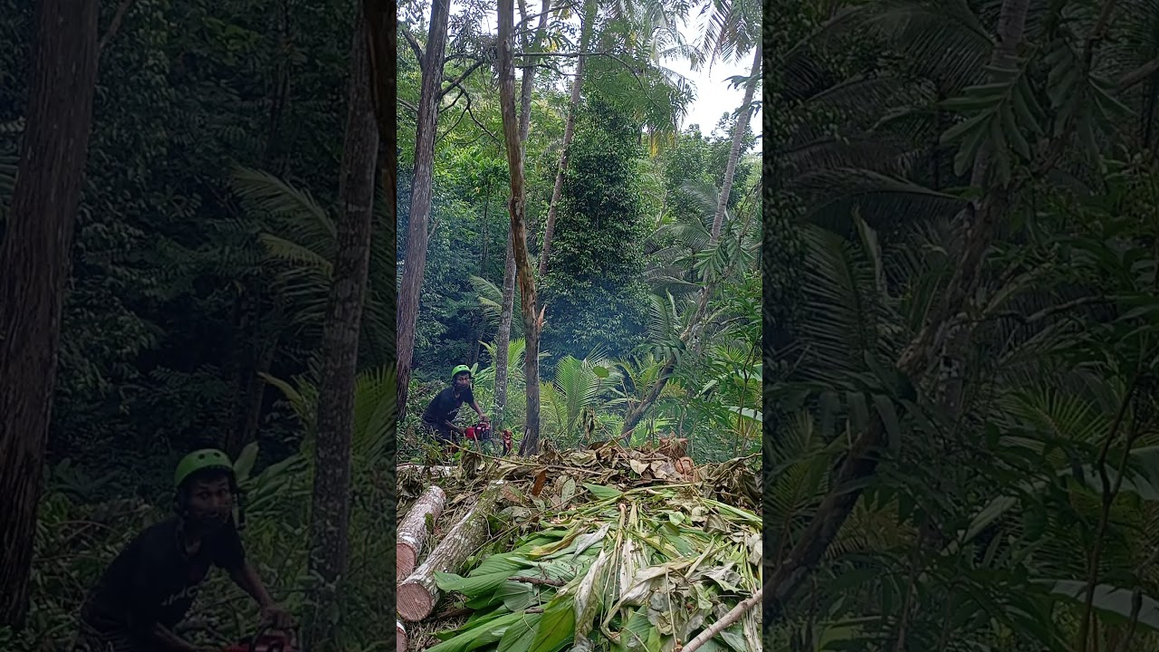 Tebang kayu,kamera Nyaris  tertimpa pohon 😲! 