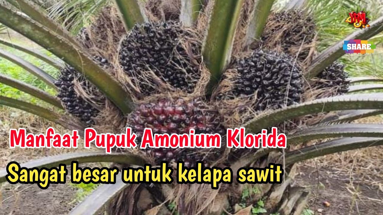 manfaat pupuk amonium klorida untuk kelapa sawit