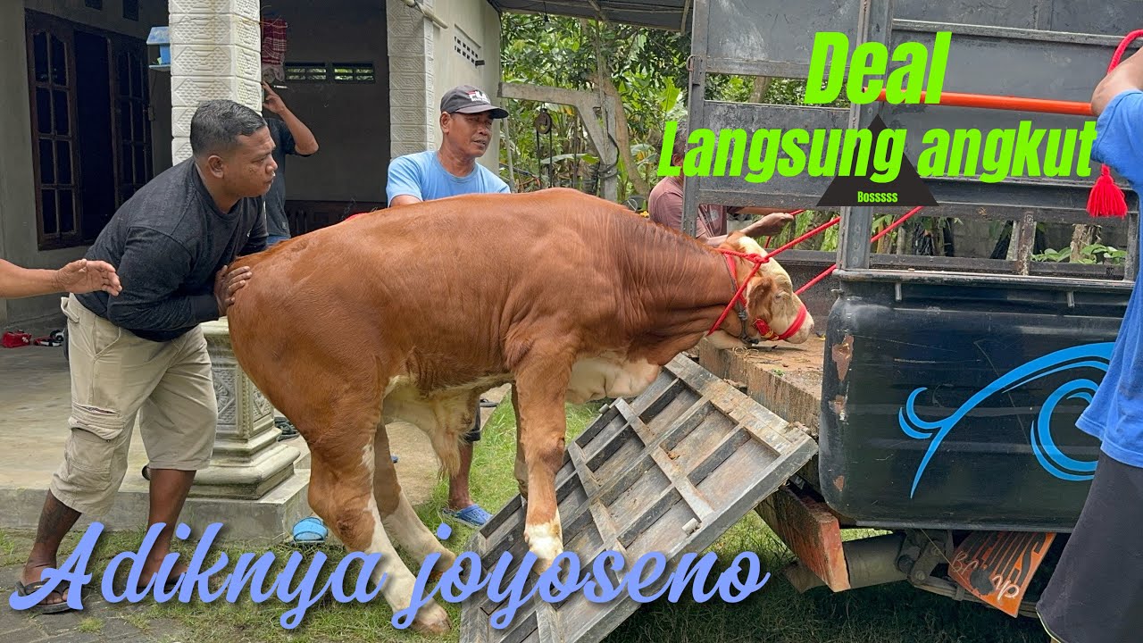 ADIKNYA JOYO SENO DEAL LANGSUNG ANGKUT MAS RIYAN 🔥🔥🔥