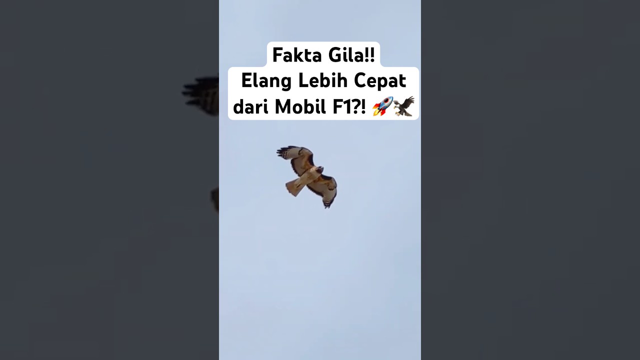 Fakta Mengejutkan Tentang Elang, Burung Tercepat di Dunia!