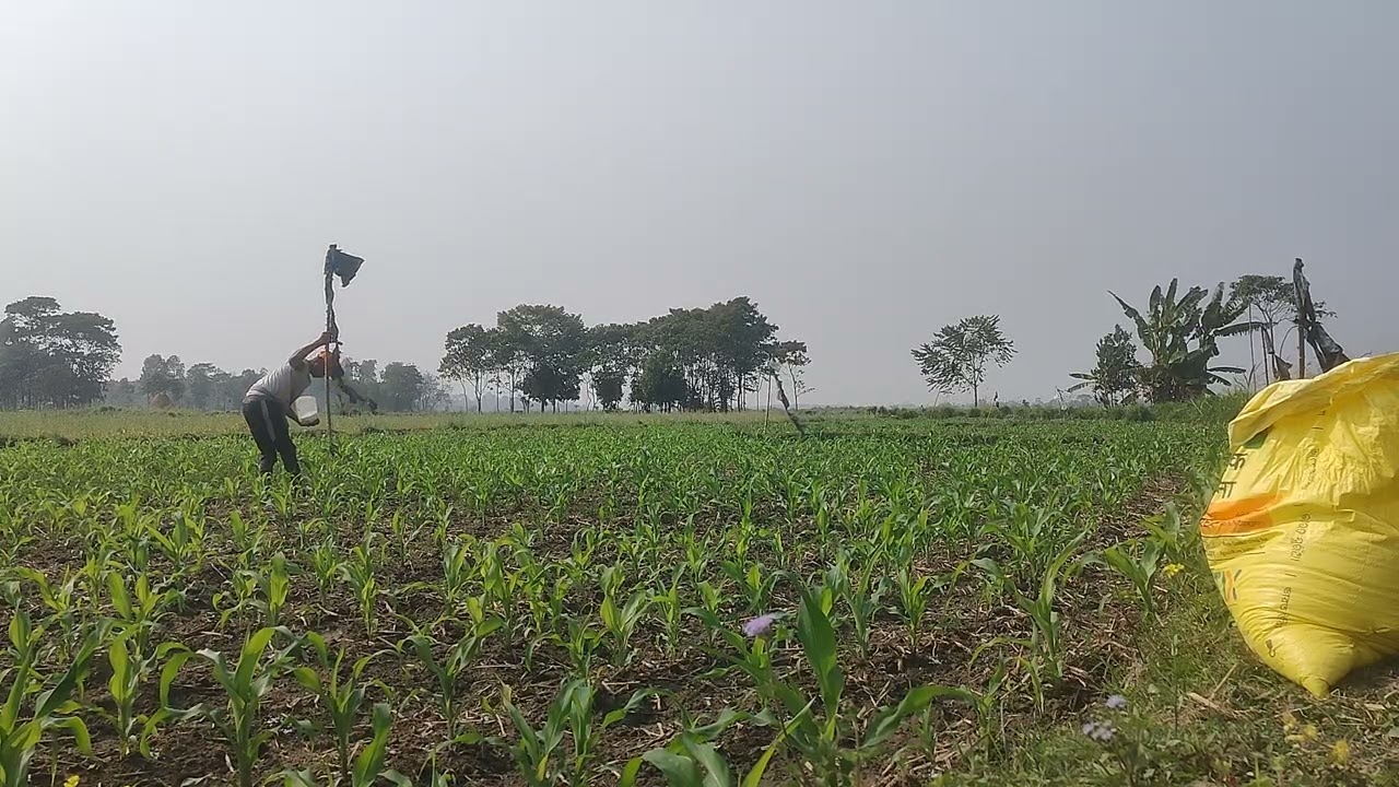 🌽मक्का खेत में खाद डालते हुए, मक्का खेत डालते हुए रेगुलरवीडियो,#village life,#normal life,#farmer...