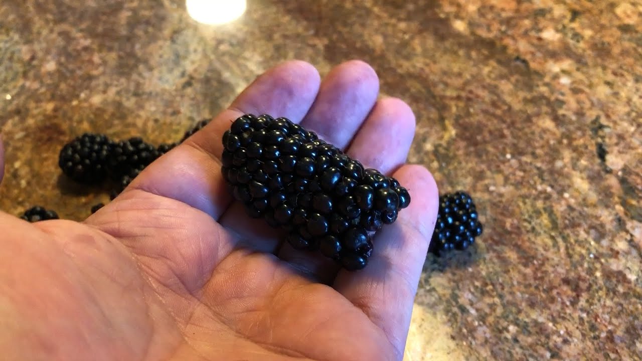 BIGGEST BLACKBERRY I'VE EVER RAISED! - You've Gotta SEE This!