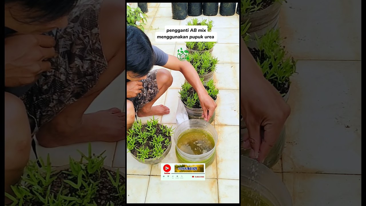 pemberian nutrisi hidroponik dengan pupuk urea #shortsvideo #shorts #kangkung