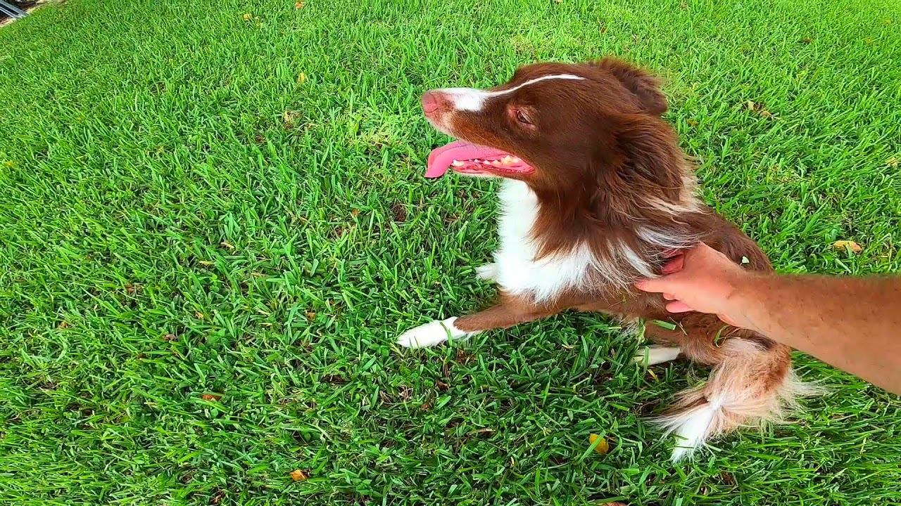 Dog Training Behavior Problems Training Without Conflict