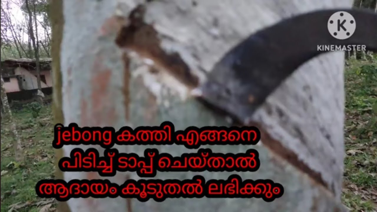 ശരിയായി പിടിച്ചു ടാപ്പ് ചെയ്താൽ ജെബോങ് കത്തി ആദായം കൂടുതൽ ലഭിക്കും