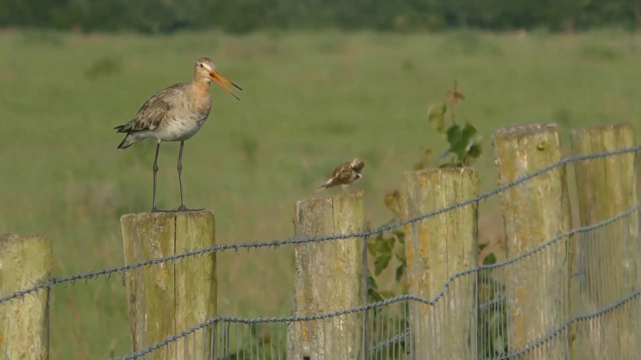Natuur in de Kempen