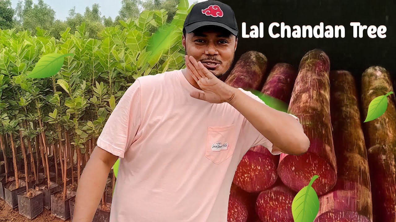 দূর্লভ লাল চন্দন গাছ লাগিয়েছি ছাদে | Lal Chandan