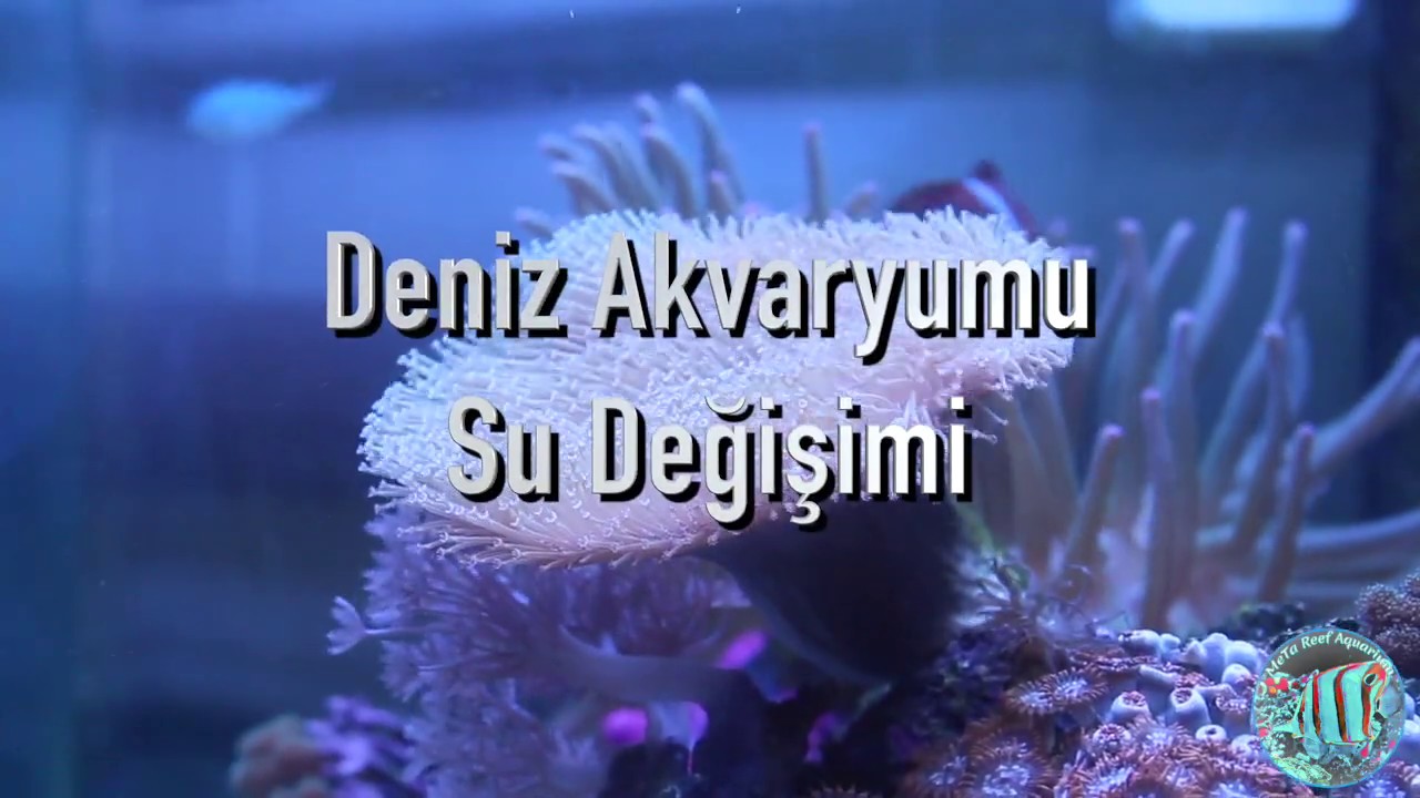 DENİZ AKVARYUMU | SU DEĞİŞİMİ | MEHMET HAKAN TATLICI