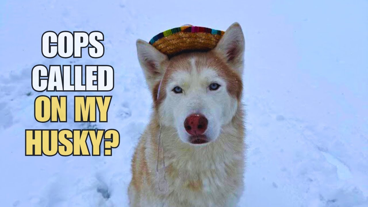 Cops called on my Husky!