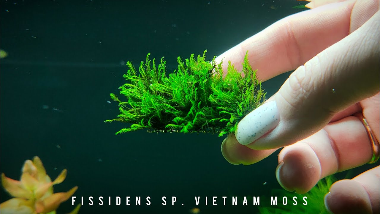 Fissidens sp. Vietnam moss / Мох Вьетнам