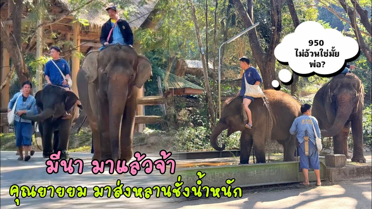 ด.ญ.มีนา มาชั่งน้ำหนักมี คุณยายยม มาส่ง เหตุการณ์เกิดขึ้นเร็วมากแต่กล้วยหมดไปเยอะมากเช่นกัน🤣🐘