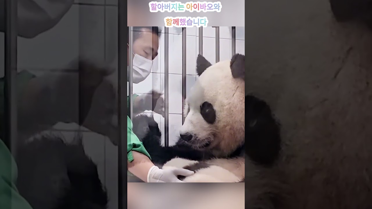 할아버지는 아이바오와 함께했습니다 Grandpa has been with Aibao