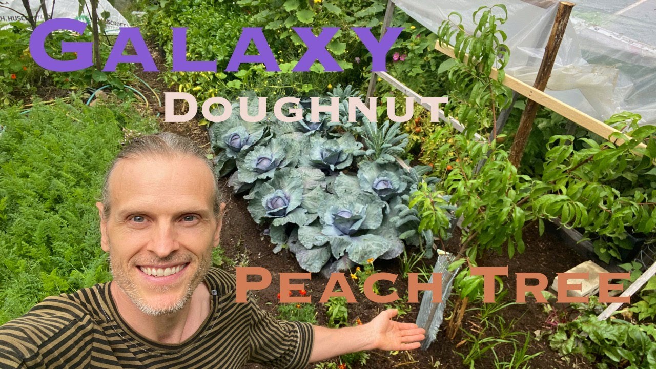 (Part 2) How To Hügelkultur Doughnut Peach Tree & Guild