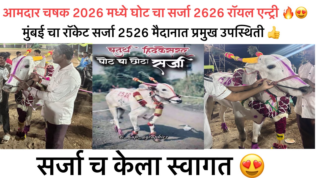आमदार चषक 2026मध्ये घोट चा सर्जा 2526 रॉयल एन्ट्री | मुंबईचा रॉकेट सर्जा2526 मैदानात प्रमुख उपस्थिती