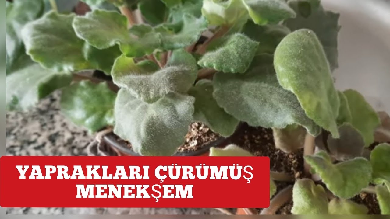 MENEKŞE ÇİÇEĞİ YAPRAKLARI NEDEN ÇÜRÜR,( NASIL KURTARILIR). MENEKŞE YAPRAK TEMİZLİĞİ YAPIYORUM.