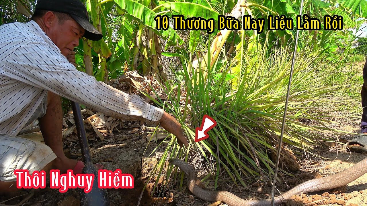 Mười Thương Nhìn Dấu Là Bắt Ngay Con Hổ Mang Chà Bá Liền | Mười Thương Săn Bắt