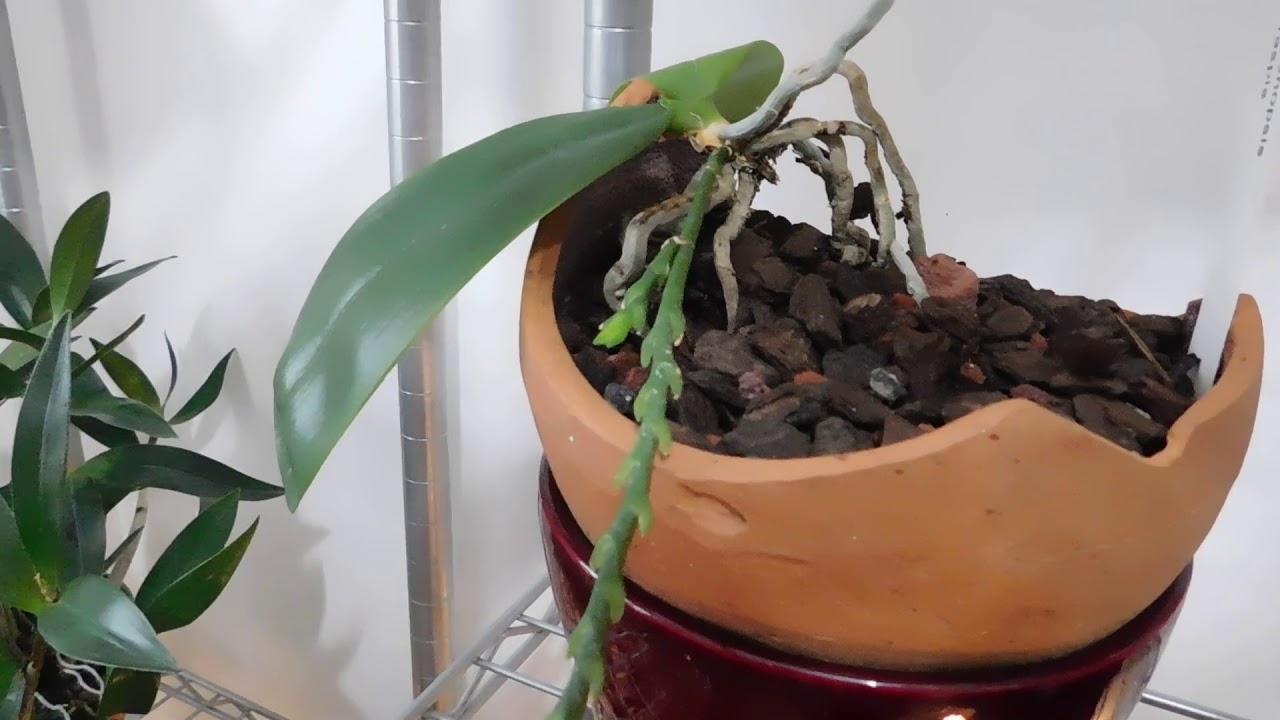 I'm in the growroom, please join me!