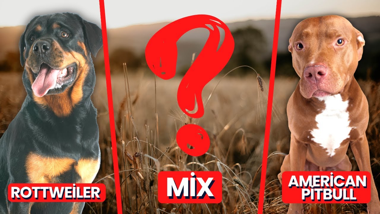 Rottweiler Pitbull Mix: Pitweiler Breed Information, Pictures & More