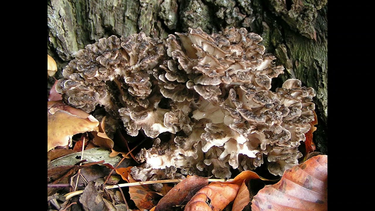 Maitake Mushroom- Reduce Cholesterol, Heart Health, Immune System, Weight Management